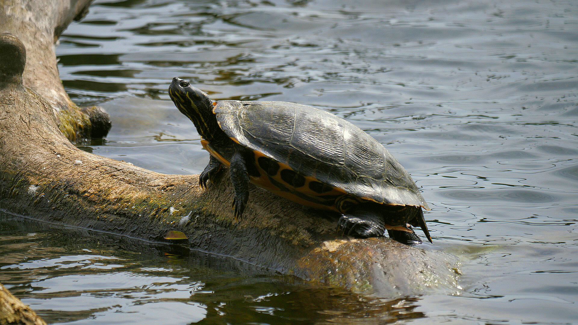 Rotwangenschildkr&ouml;te 2025