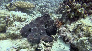 Soma Bay - Safaga